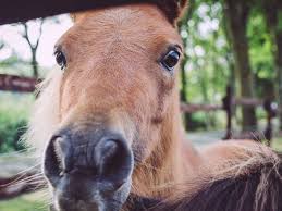 pony auf dem hof in fetter strich neuharlingersiel niedersachsen niedersachsen stricher fett