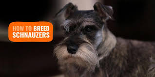Our puppies come with all their paperwork as well as a puppy pack to help get them settled into their new homes! How To Breed Schnauzers Mini Standard Giant Health Litter Sizes