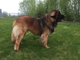 Maybe you would like to learn more about one of these? CiobÄƒnesc Romanesc Carpatin Eigenschaften Und Charakter