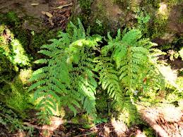 Image result for Megalastrum lanuginosum