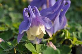 Image result for Aquilegia flabellata ministar
