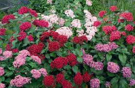 Image result for Pentas micrantha