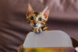 Hier erfahren sie, was bengalen auszeichnet, sowie wissenswerte informationen rund um haltung und pflege. Bengalkatze Preis Haltung Charakter Grosse Im Katzen Steckbrief
