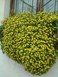 Image result for foto Vitálka