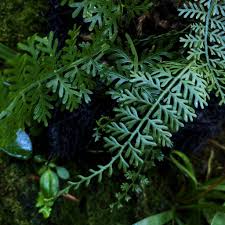 Image result for Asplenium smedsii
