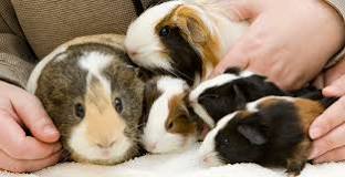 Image result