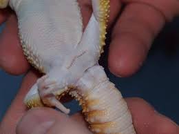 Daher kann es schwierig sein, ihr geschlecht zu erkennen, indem man einfach nur ihr verhalten beobachtet. Geschlechtsbestimmung Leopardgecko Dreams