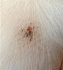 Black Scabs On Dog Dog Skin Pet Care Dog Health