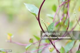 Image result for Basellaceae