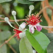 Image result for Feijoa sellowiana