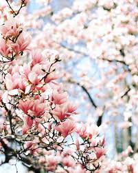 Cherry Blossoms In Nyc Cherry Blossom Blossom Flowers