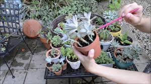 Breeders even recommend to completely stay away from this method. How To Care For Succulents Watering Maintenance Youtube