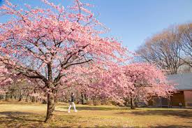 Top 14 Most Beautiful Places To See Cherry Blossoms In Tokyo Tokyo Weekender