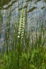 Image result for Habenaria tentaculigera