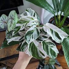 Image result for Calathea