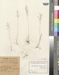 Image result for Sporobolus festivus