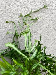 Image result for Pteris dentata