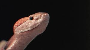 Floridas Venomous Snakes 01 10 Copperheads