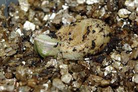 Veiled Chameleon Hatches After Six Months Of Incubation Typically All The Eggs Of A Batch Of Veiled Chameleons Veiled Chameleon Chameleon Carnivorous Plants