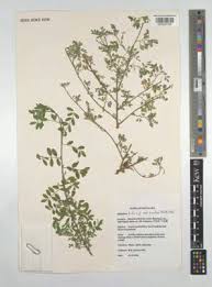 Image result for Indigofera subulata