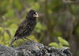 The large ground finch competed with the resident medium ground finch for the diminishing supply of large and hard seeds. Espanola Cactus Finch Bird Photo Call And Song Geospiza Conirostris