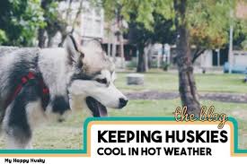 We are a small hobby breeder, located in ramona, california. How To Keep Husky Cool In Summer Huskies In Hot Weather My Happy Husky