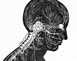 Amazon's choice for vintage anatomy. Brain Nervous System Posterior View Human Vintage Anatomy Etsy Anatomy Art Human Figure Drawing Medical Illustration