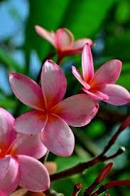 Red Frangipani Plumeria Rubra Plumeria Frangipani Hibiscus