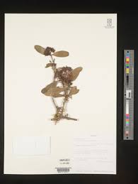 Image result for Ixora kalehensis