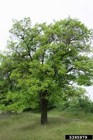 Set of fresh berries isolated a white. White Mulberry Reconnecting To Our Waterways