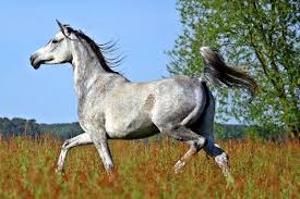 People, horses and the arabian nights. Arabian Horse Breed History Characteristics Uses Horsey Hooves