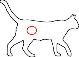 Every new lump should be checked. 1 Week After Birth Mother Cat Has A Lump Thecatsite
