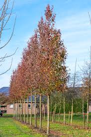 Image result for Pycreus permutatus