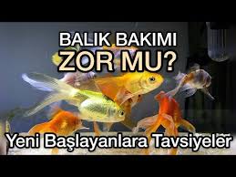 Yeni Alinan Balik Akvaryuma Nasil Eklenir Youtube