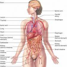 Maybe you would like to learn more about one of these? Inside Female Human Body Koibana Info Human Body Diagram Human Body Organs Human Body Organs Anatomy