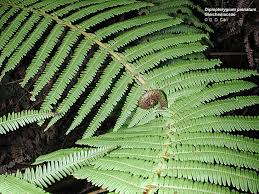 Image result for Gleicheniaceae