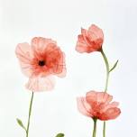 Watercolor Flower Painting Class: Poppies