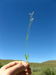 Image result for Kohautia caespitosa