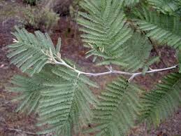 Image result for Acacia dealbata