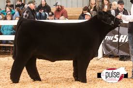 VCCP ( Harrisonburg, VA)