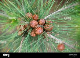 Image result for Casuarina littoralis