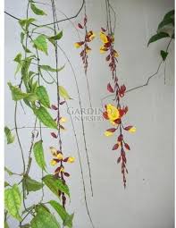 Image result for Thunbergia mysorensis