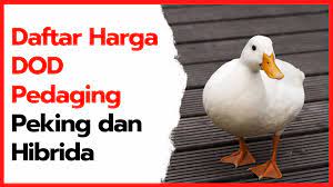 Informasi lebih lengkap bisa langsung. Daftar Harga Dod Peking Dan Hibrida Di 2021 Di 2021 Bebek Peternakan Persamaan