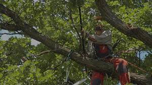 Tree trimming and pruning are both crucial to the health and beauty of your trees. Home Andover Tree Service Tree Trimming And Tree Removal