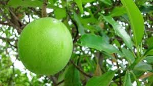 Sebelum menggunakan flibanserin, ada baiknya untuk berkonsultasi dengan dokter. Cara Membuat Pupuk Tanaman Perangsang Bunga Buah