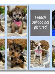 Įmonės all about puppies veiklos vieta: Thieves Steal 48k Worth Of Puppies From Florida Business Wpec