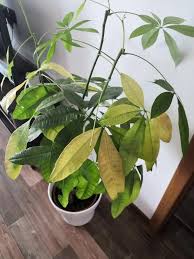 Image result for pachira obrázek