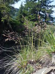 Image result for Agrostis quinqueseta