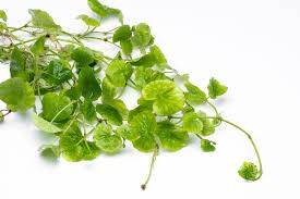 Image result for Hydrocotyle