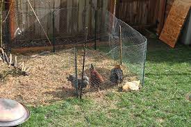 They dig over the soil Raising Backyard Chickens For Dummies Modern Farmer